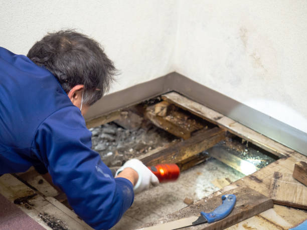 Best Mold Remediation for Specific Building Types in Prattville, AL