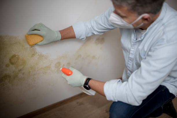Best Basement Mold Remediation in Prattville, AL