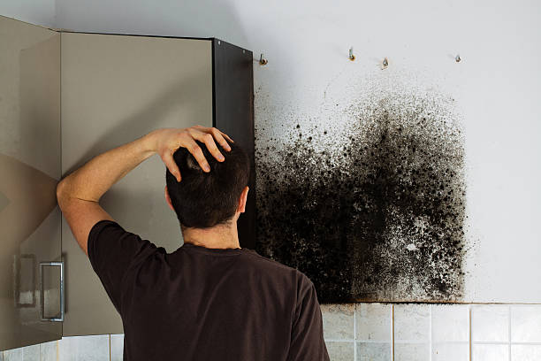 Best Residential Mold Remediation in Prattville, AL